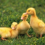 Proljev kod gusaka: kako liječiti